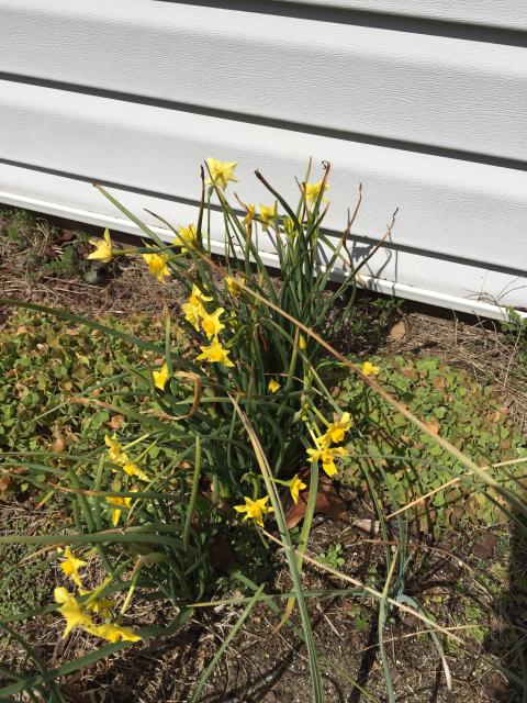 Common+Daffodil (<I>Narcissus pseudonarcissus</I>), Jockey's Ridge State Park, North Carolina, United States