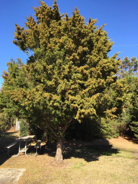 Eastern+Red+Cedar (<I>Juniperus virginiana</I>), Jockey's Ridge State Park, North Carolina, United States