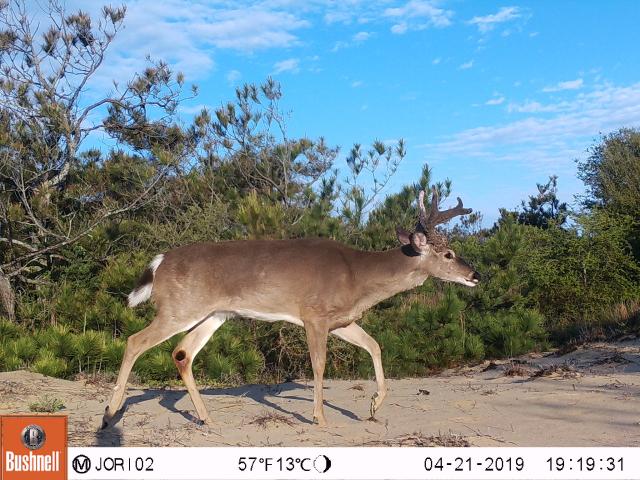 White-tailed+Deer (<I>Odocoileus virginianus</I>), Jockey's Ridge State Park, North Carolina, United States