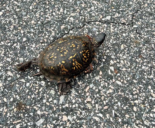 Eastern+Box+Turtle (<I>Terrapene carolina</I>), Jockey's Ridge State Park, North Carolina, United States