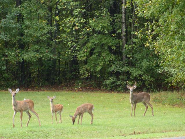 White-tailed+Deer (<I>Odocoileus virginianus</I>), Kerr Lake State Recreation Area, North Carolina, United States