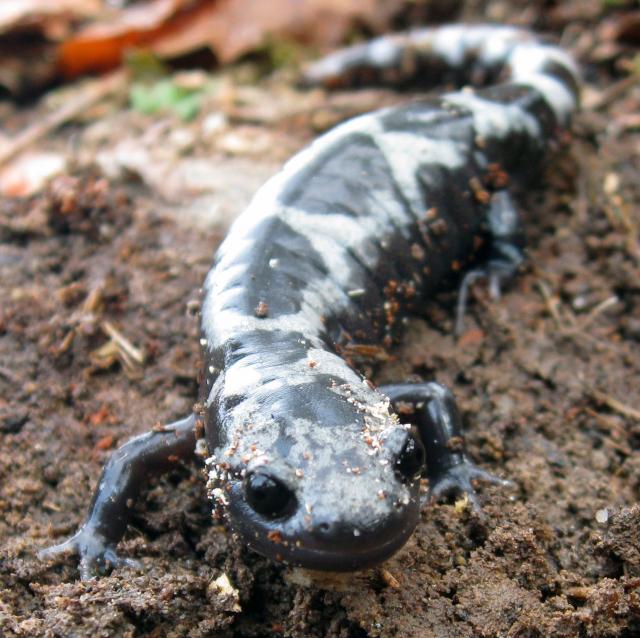 Marbled+Salamander (<I>Ambystoma opacum</I>), Kerr Lake State Recreation Area, North Carolina, United States