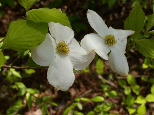 Flowering+Dogwood (<I>Cornus florida</I>), Kerr Lake State Recreation Area, North Carolina, United States