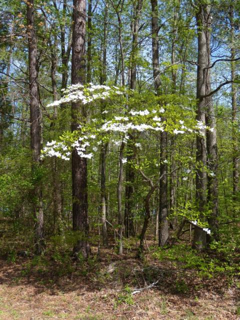 Flowering+Dogwood (<I>Cornus florida</I>), Kerr Lake State Recreation Area, North Carolina, United States