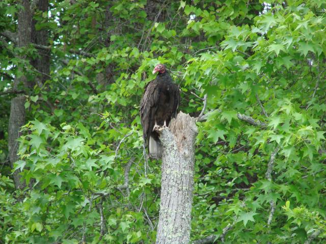 Turkey+Vulture (<I>Cathartes aura</I>), Kerr Lake State Recreation Area, North Carolina, United States