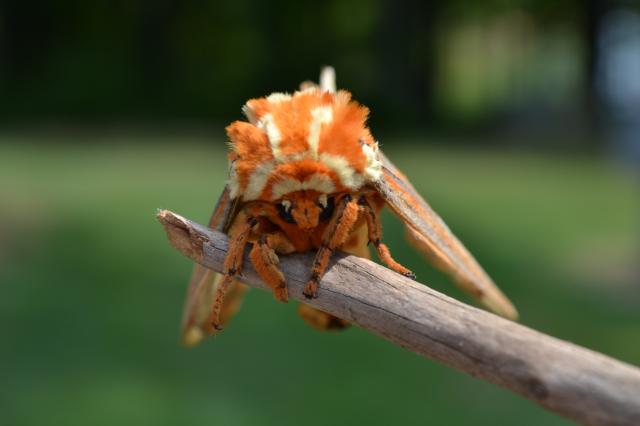 Royal+Walnut+Moth (<I>Citheronia regalis</I>), Kerr Lake State Recreation Area, North Carolina, United States