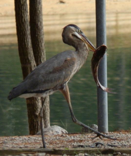 Great+Blue+Heron (<I>Ardea herodias</I>), Kerr Lake State Recreation Area, North Carolina, United States