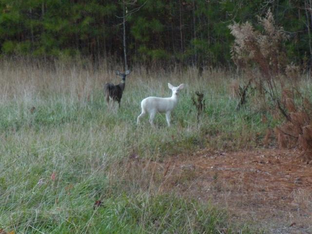 White-tailed+Deer (<I>Odocoileus virginianus</I>), Kerr Lake State Recreation Area, North Carolina, United States