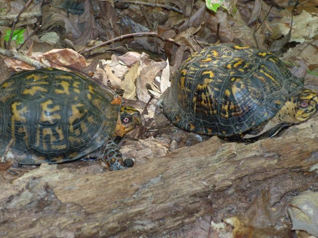 Eastern+Box+Turtle (<I>Terrapene carolina</I>), Kerr Lake State Recreation Area, North Carolina, United States