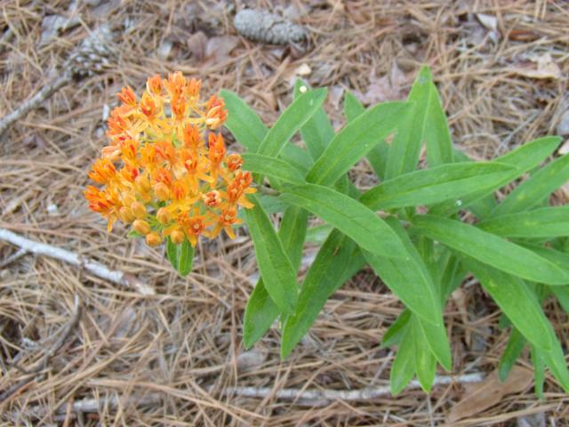 Butterfly+Milkweed (<I>Asclepias tuberosa var. tuberosa</I>), Kerr Lake State Recreation Area, North Carolina, United States