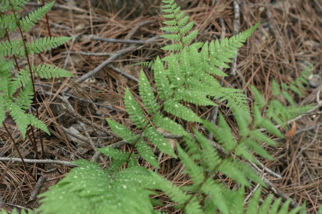 Southern+Lady+Fern (<I>Athyrium asplenioides</I>), Kerr Lake State Recreation Area, North Carolina, United States