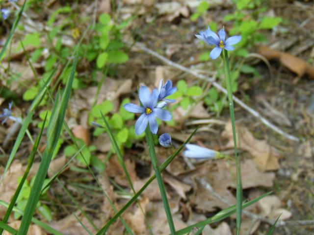 Pointed+Blue-eyed-grass (<I>Sisyrinchium angustifolium</I>), Kerr Lake State Recreation Area, North Carolina, United States