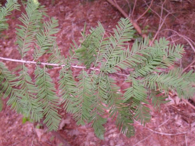 Bald+Cypress (<I>Taxodium distichum</I>), Kerr Lake State Recreation Area, North Carolina, United States