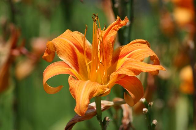 Orange+Daylily (<I>Hemerocallis fulva</I>), Kerr Lake State Recreation Area, North Carolina, United States