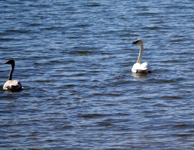 Tundra+Swan (<I>Cygnus columbianus</I>), Kerr Lake State Recreation Area, North Carolina, United States