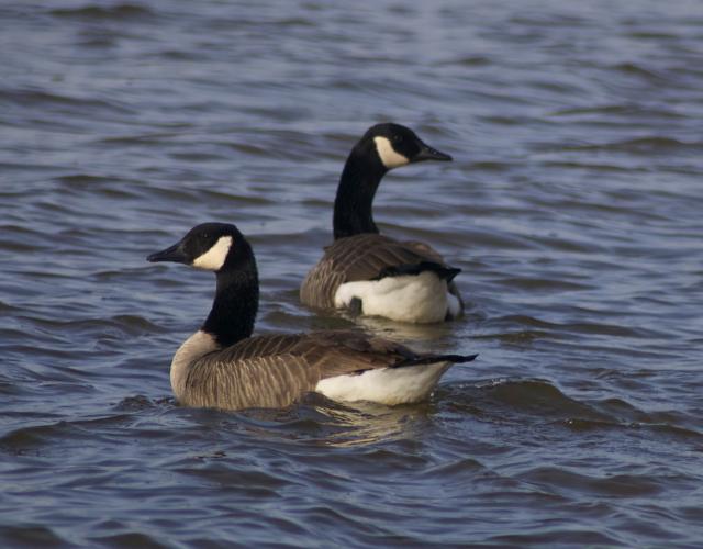 Canada+Goose (<I>Branta canadensis</I>), Kerr Lake State Recreation Area, North Carolina, United States