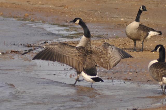 Canada+Goose (<I>Branta canadensis</I>), Kerr Lake State Recreation Area, North Carolina, United States