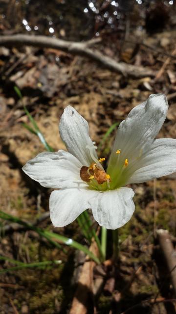 Atamasco+Lily (<I>Zephyranthes atamasco</I>), Kerr Lake State Recreation Area, North Carolina, United States