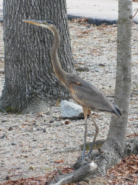 Great+Blue+Heron (<I>Ardea herodias</I>), Kerr Lake State Recreation Area, North Carolina, United States