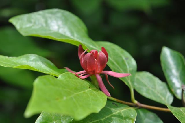 Sweet-shrub (<I>Calycanthus floridus</I>), Lake James State Park, North Carolina, United States