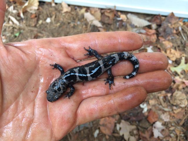 Marbled+Salamander (<I>Ambystoma opacum</I>), Lake James State Park, North Carolina, United States