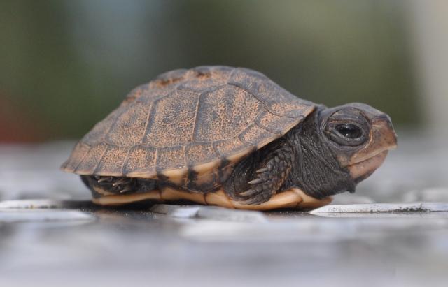Eastern+Box+Turtle (<I>Terrapene carolina</I>), Lake James State Park, North Carolina, United States