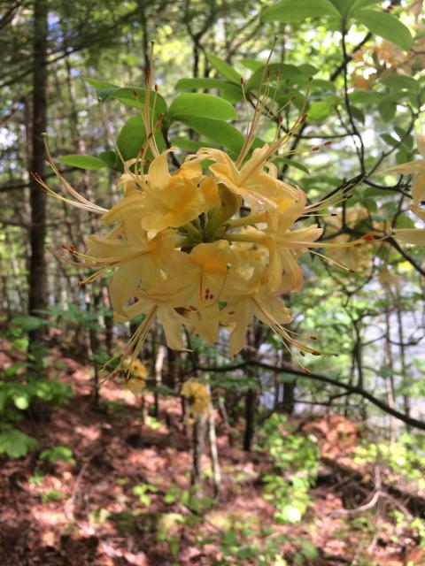 Flame+Azalea (<I>Rhododendron calendulaceum</I>), Lake James State Park, North Carolina, United States
