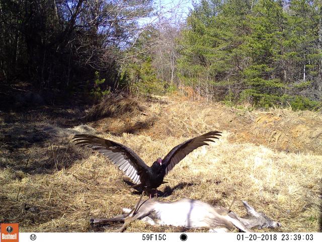 Turkey+Vulture (<I>Cathartes aura</I>), Lake James State Park, North Carolina, United States