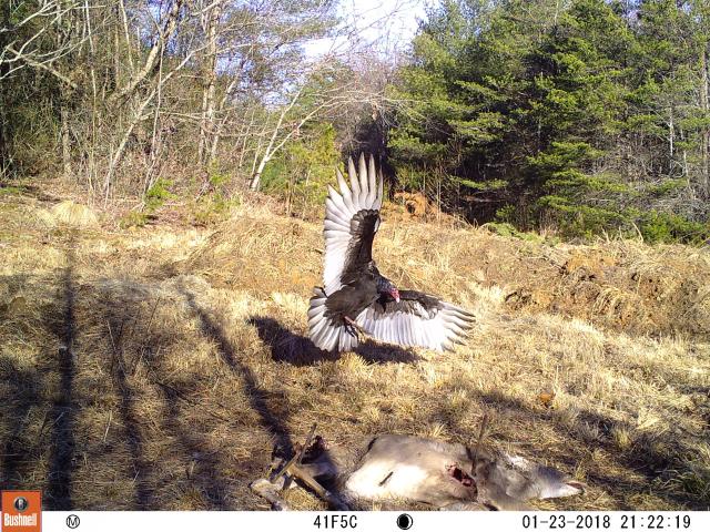 Turkey+Vulture (<I>Cathartes aura</I>), Lake James State Park, North Carolina, United States