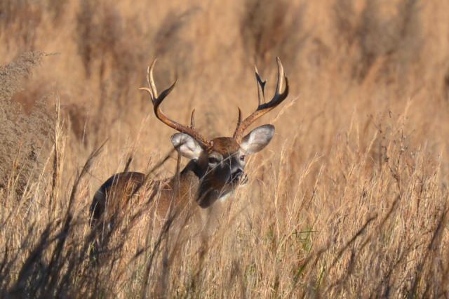 White-tailed+Deer (<I>Odocoileus virginianus</I>), Lake James State Park, North Carolina, United States
