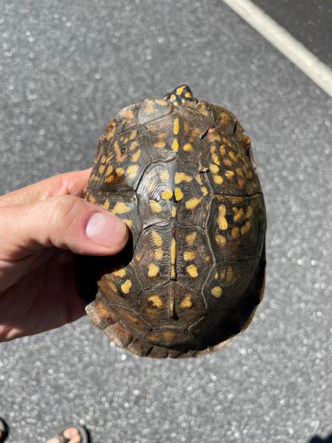 Eastern+Box+Turtle (<I>Terrapene carolina</I>), Lake James State Park, North Carolina, United States