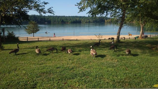 Canada+Goose (<I>Branta canadensis</I>), Lake James State Park, North Carolina, United States