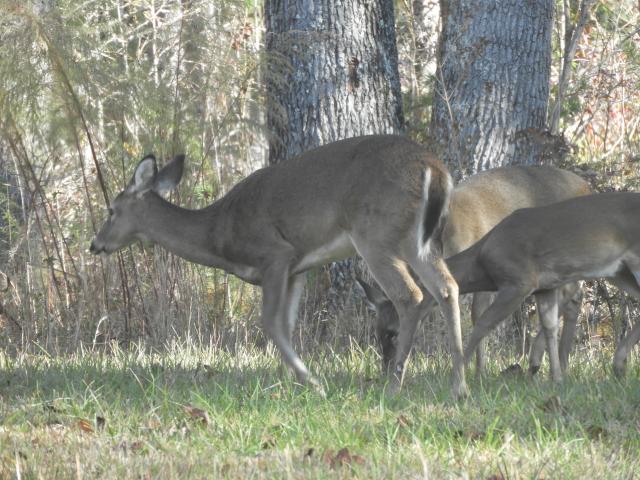 White-tailed+Deer (<I>Odocoileus virginianus</I>), Lake James State Park, North Carolina, United States