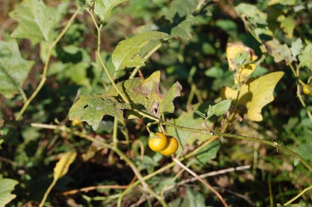Carolina+Horse-nettle (<I>Solanum carolinense</I>), Lake Norman State Park, North Carolina, United States