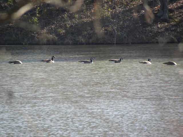 Canada+Goose (<I>Branta canadensis</I>), Lake Norman State Park, North Carolina, United States