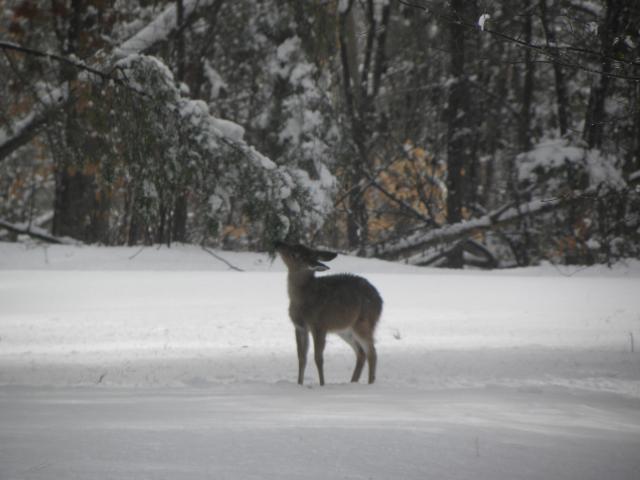 White-tailed+Deer (<I>Odocoileus virginianus</I>), Lake Norman State Park, North Carolina, United States