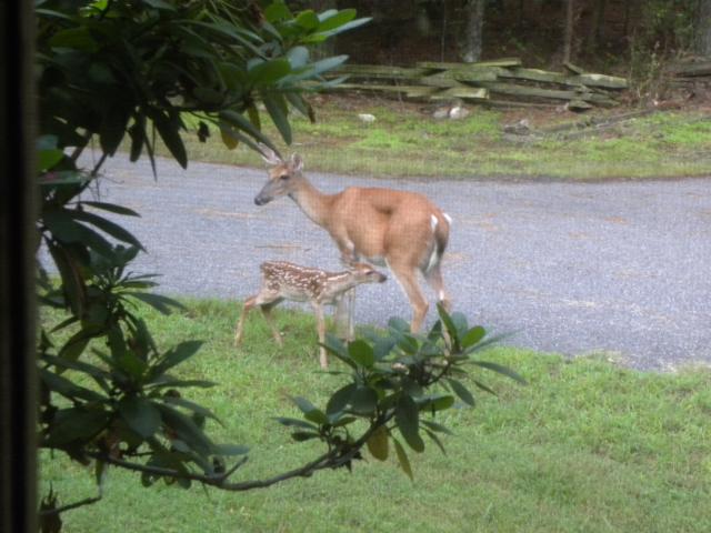White-tailed+Deer (<I>Odocoileus virginianus</I>), Lake Norman State Park, North Carolina, United States