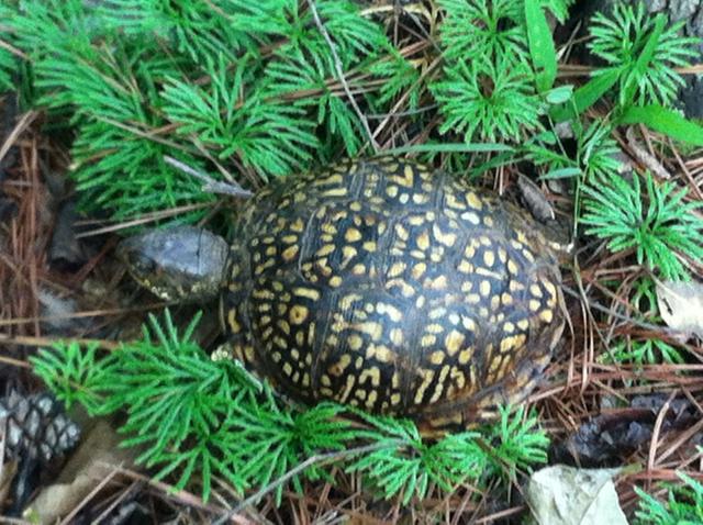 Eastern+Box+Turtle (<I>Terrapene carolina</I>), Lake Norman State Park, North Carolina, United States