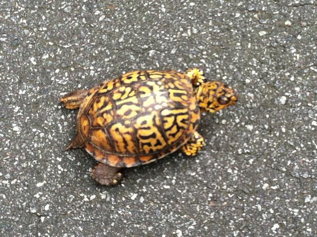 Eastern+Box+Turtle (<I>Terrapene carolina</I>), Lake Norman State Park, North Carolina, United States