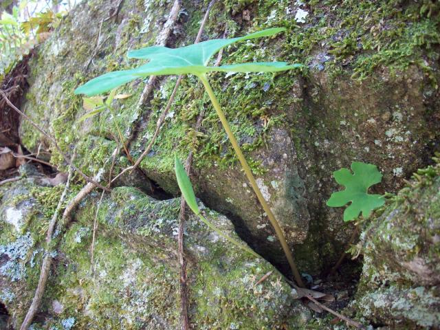 Bloodroot (<I>Sanguinaria canadensis</I>), Lake Norman State Park, North Carolina, United States