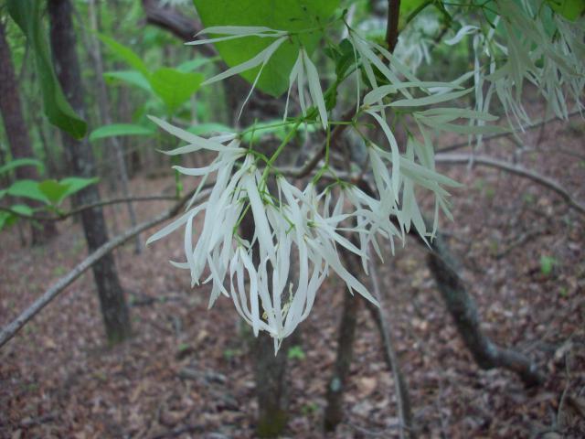 Fringe+Tree (<I>Chionanthus virginicus</I>), Lake Norman State Park, North Carolina, United States