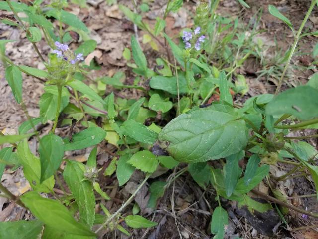 Self-heal (<I>Prunella vulgaris</I>), Lake Norman State Park, North Carolina, United States