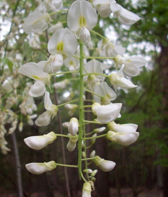 Chinese+Wisteria (<I>Wisteria sinensis</I>), Lake Norman State Park, North Carolina, United States