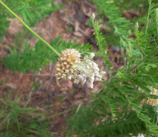 Field+Garlic (<I>Allium vineale</I>), Lake Norman State Park, North Carolina, United States