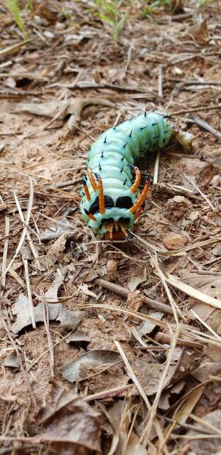Royal+Walnut+Moth (<I>Citheronia regalis</I>), Lake Norman State Park, North Carolina, United States