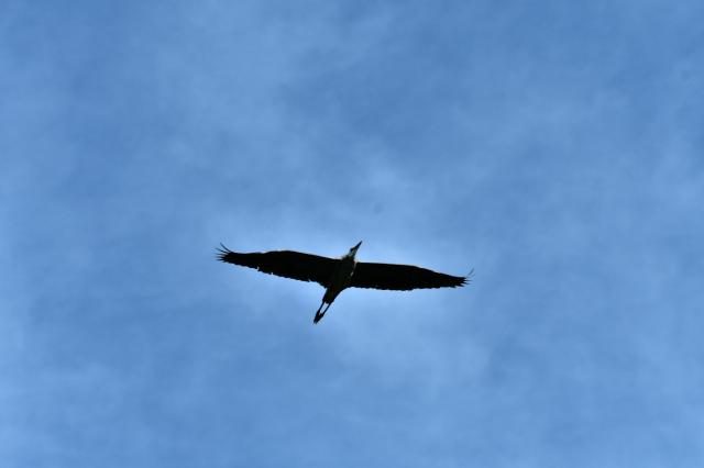 Great+Blue+Heron (<I>Ardea herodias</I>), Lake Norman State Park, North Carolina, United States