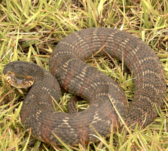 Banded+Water+Snake (<I>Nerodia fasciata</I>), Lake Waccamaw State Park, North Carolina, United States