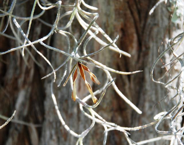 Spanish+Moss (<I>Tillandsia usneoides</I>), Lake Waccamaw State Park, North Carolina, United States