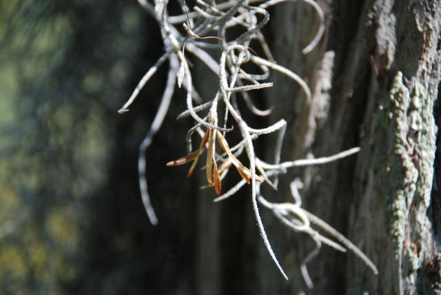 Spanish+Moss (<I>Tillandsia usneoides</I>), Lake Waccamaw State Park, North Carolina, United States