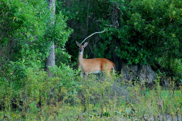 White-tailed+Deer (<I>Odocoileus virginianus</I>), Lake Waccamaw State Park, North Carolina, United States